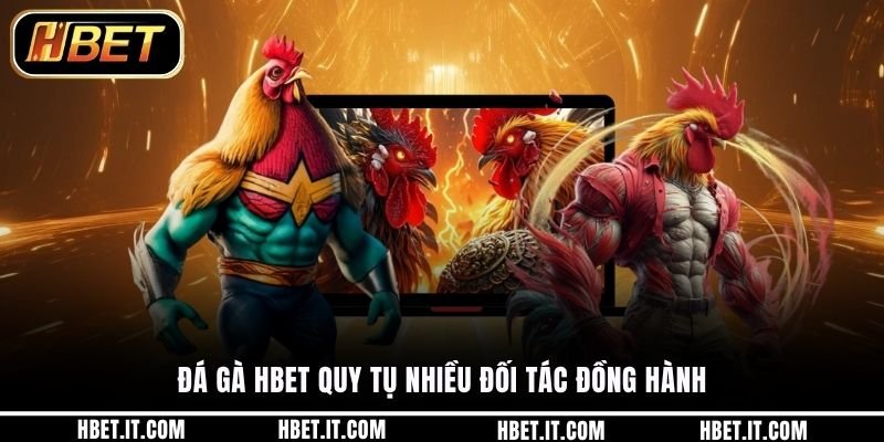 Đá gà HBET quy tụ nhiều đối tác đồng hành