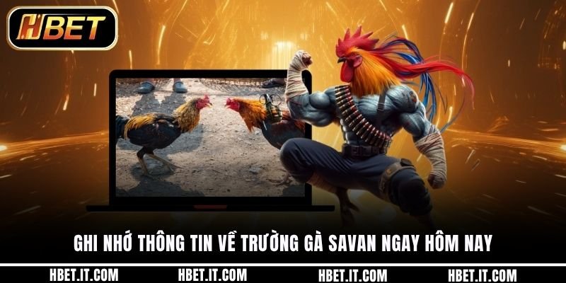 Ghi nhớ thông tin về trường gà Savan ngay hôm nay